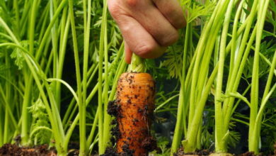 Сеем морковь под зиму правильно. Главные правила, которых следует придерживаться