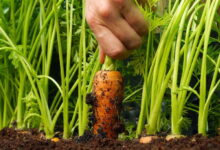Осенняя посадка моркови: как правильно и когда это делать, чтобы иметь хороший урожай в следующем году