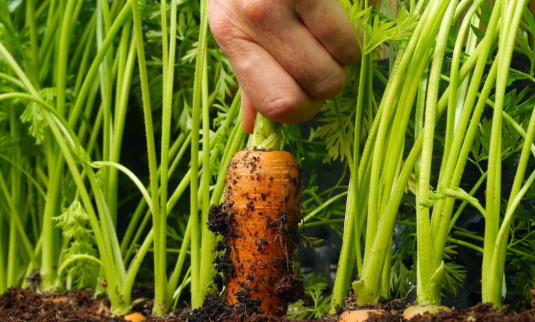 Осенняя посадка моркови: как правильно и когда это делать, чтобы иметь хороший урожай в следующем году