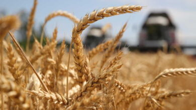 В России собрали свыше 146 млн тонн зерна