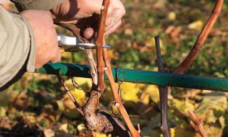 Обрезка винограда осенью. Что обязательно следует сделать, чтобы всегда давал хороший урожай