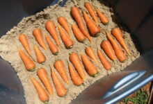 Лучшие способы хранения моркови в зимнее время