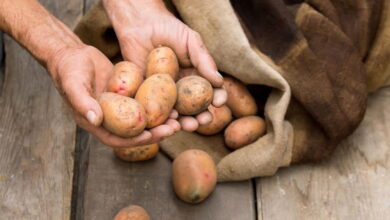 Правила хранения картофеля зимой. Так вы сохраните урожай до весны