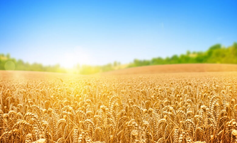 Экспорт российской пшеницы может снизиться в ноябре до 4,35 млн тонн