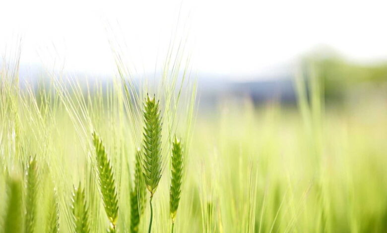 Современные фунгициды в защите зерновых