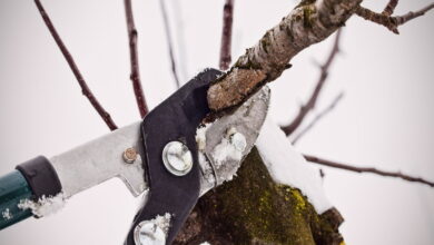 Почему плодовые деревья лучше обрезать зимой и как правильно это делать