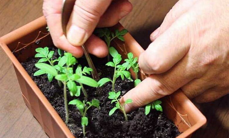 Как правильно и когда пикировать рассаду томатов, чтобы росла крепкой и здоровой