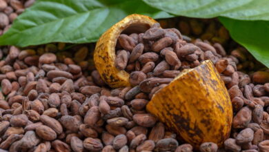 Новый исторический рекорд установили цены на какао-бобы