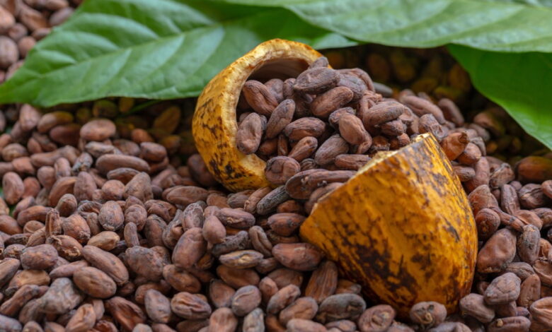 Новый исторический рекорд установили цены на какао-бобы