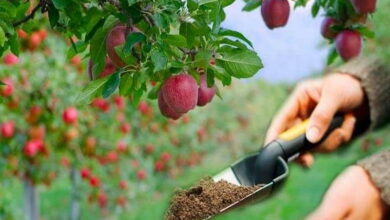 Чем подкормить яблоню в марте, чтобы плоды были большие и сладкие