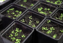 Как вырастить петунию из семян. Секреты опытных садоводов