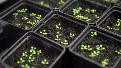 Как вырастить петунию из семян. Секреты опытных садоводов