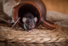 Действенный способ избавиться от мышей в доме