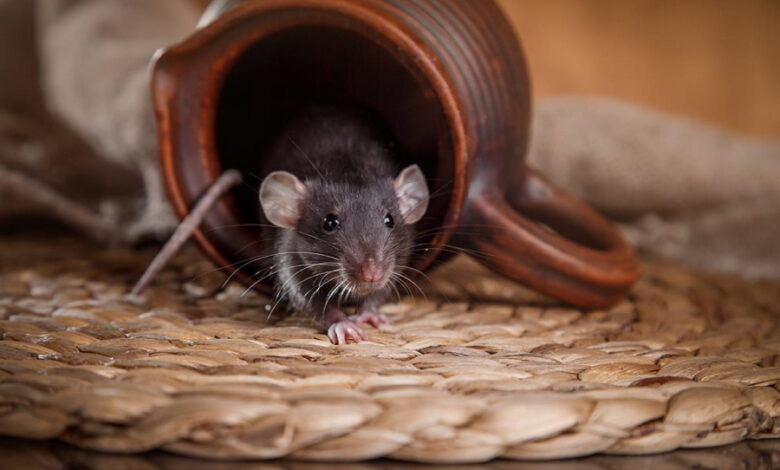 Действенный способ избавиться от мышей в доме