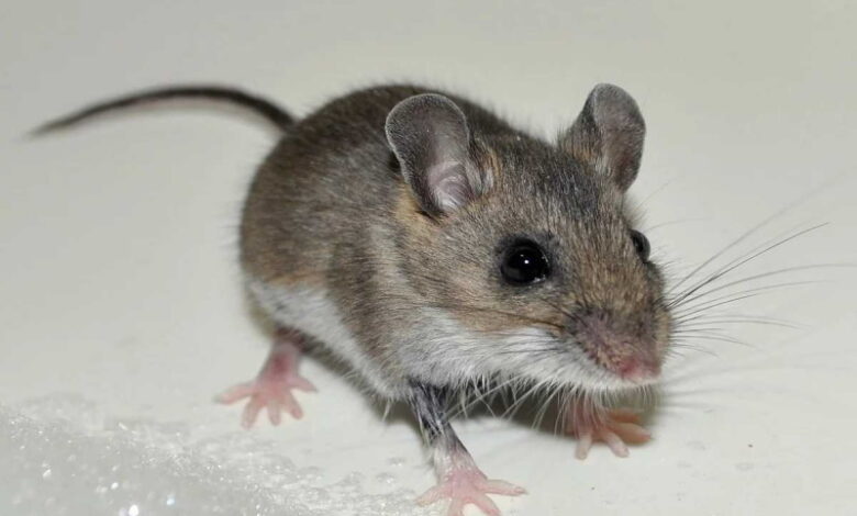 Быстрый и действенный способ избавиться от мышей из вашего дома