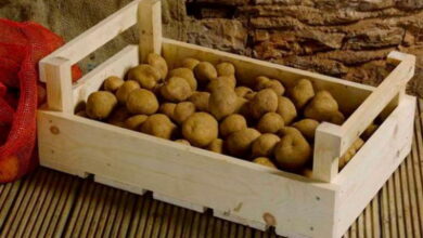 Что делать, если картофель начал прорастать, а сажать еще рано. Как не потерять семена