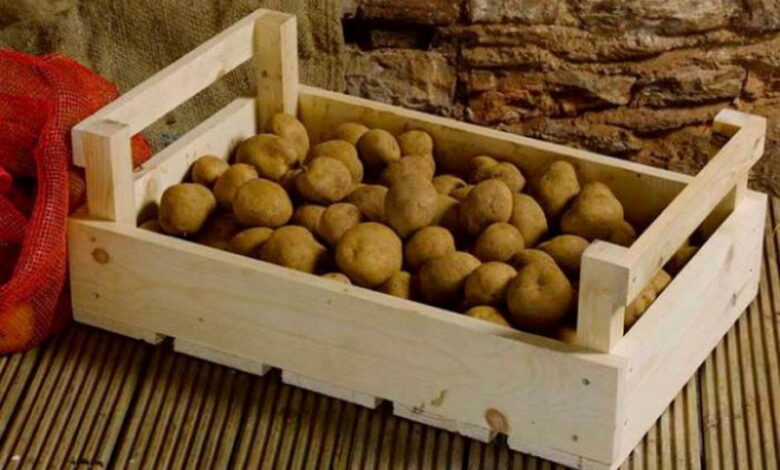 Что делать, если картофель начал прорастать, а сажать еще рано. Как не потерять семена