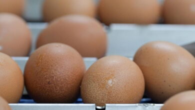 ФАС рекомендует регионам заключать соглашения по стабилизации цен на яйца