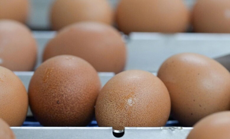 ФАС рекомендует регионам заключать соглашения по стабилизации цен на яйца