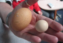 Главные причины, почему куры несут мелкие яйца