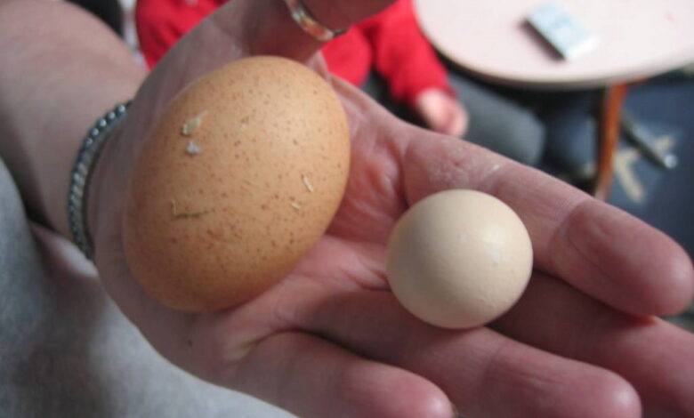 Главные причины, почему куры несут мелкие яйца