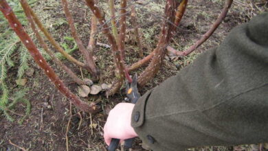 Правила обрезки розового куста весной: что можно и чего не стоит делать