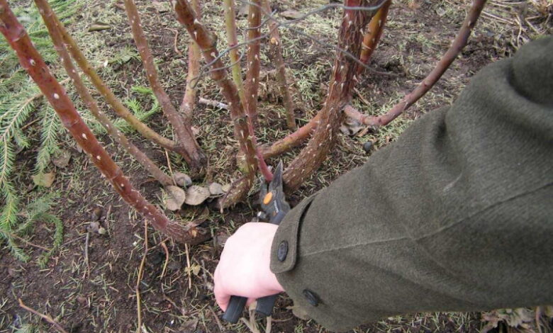Правила обрезки розового куста весной: что можно и чего не стоит делать