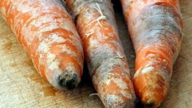 Почему морковь начинает гнить одна за другой, и как этого не допустить