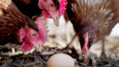 Главные причины, почему куры клюют яйца, и как с этим бороться