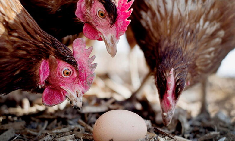 Главные причины, почему куры клюют яйца, и как с этим бороться