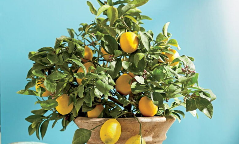 Выращиваем лимонное дерево в домашних условиях. Как правильно это делать, чтобы давало хорошие плоды