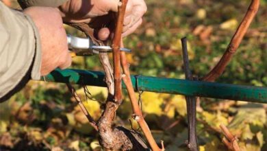 Обрезка винограда весной: правильный подход к процессу – залог хорошего урожая
