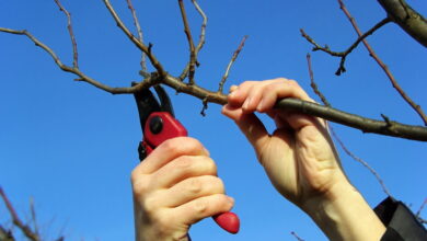 Обрезка плодовых деревьев весной. Главные секреты опытных садоводов