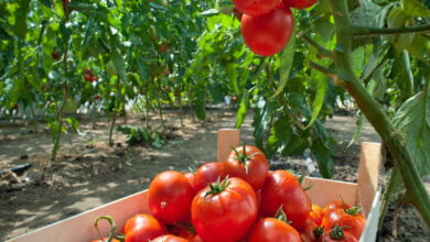 7 лучших сортов помидоров, которые всегда сажают опытные огородники