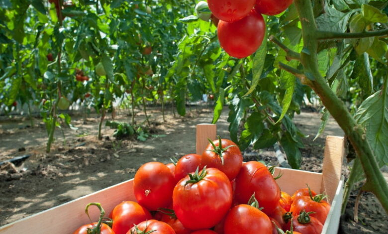 7 лучших сортов помидоров, которые всегда сажают опытные огородники