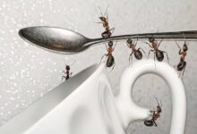 Как избавиться от муравьев на кухне: самые действенные методы