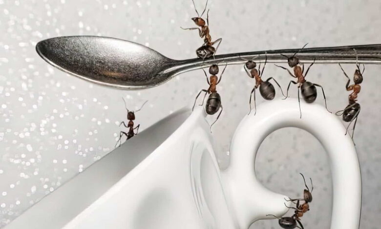 Как избавиться от муравьев на кухне: самые действенные методы