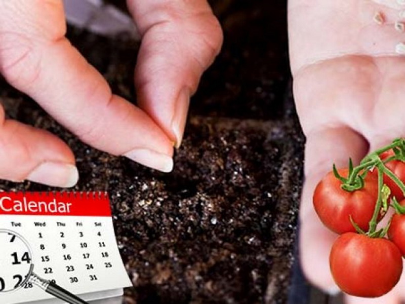 Календарь высадки помидор. Посадка томатов на рассаду. Сажаем семена томатов на рассаду. Посеять томаты на рассаду. Посеять семена томатов.