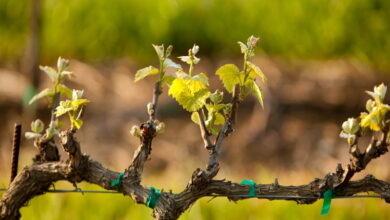 Что нужно сделать с виноградом в начале весны, чтобы был хороший урожай в этом году
