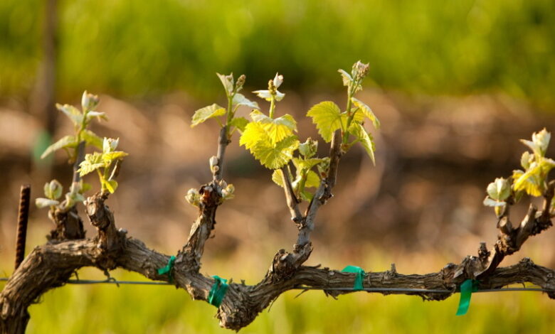 Что нужно сделать с виноградом в начале весны, чтобы был хороший урожай в этом году