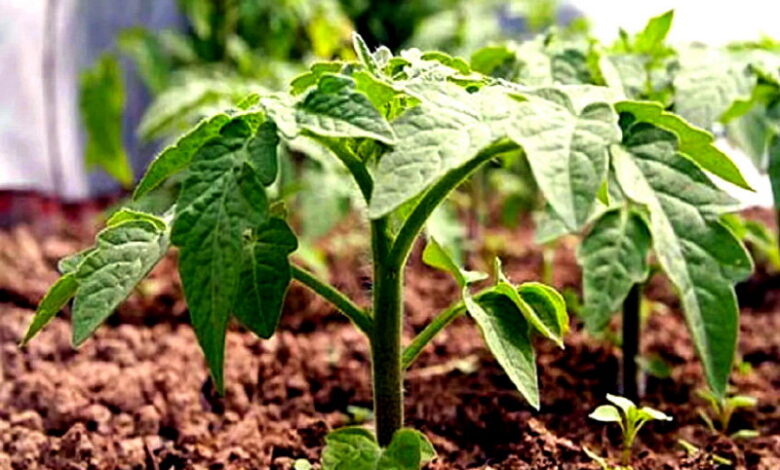 Раствор, который сделает рассаду томатов крепкой и будет стимулировать ее рост