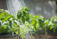 Как правильно и чем поливать рассаду томатов, чтобы была крепкая и не болела