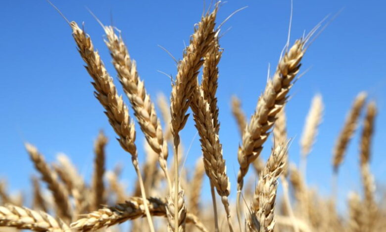Минсельхоз: в 2023 году Россия обеспечила более 12% мирового производства пшеницы