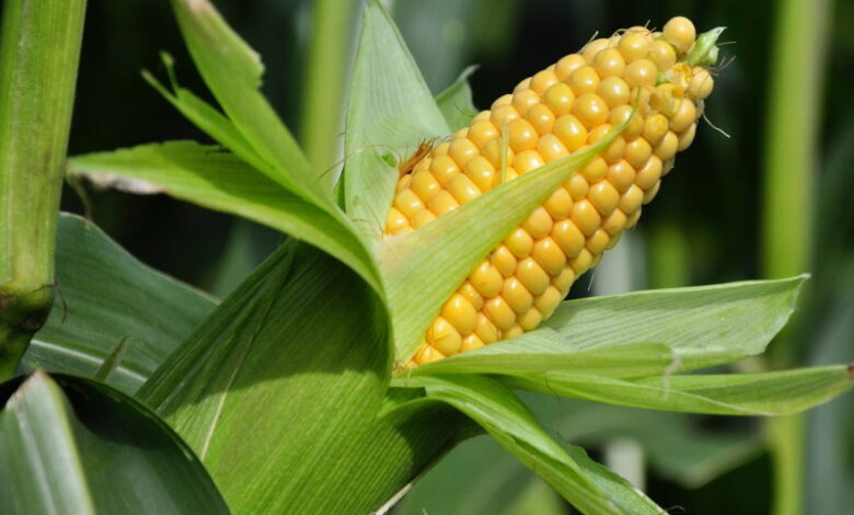 В России ожидается рекордная урожайность кукурузы