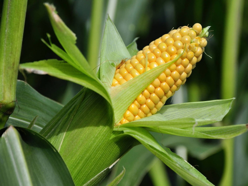 В России ожидается рекордная урожайность кукурузы