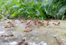 Корица от муравьев