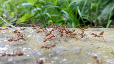 Корица от муравьев
