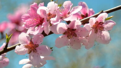 Как правильно ухаживать за персиком весной, чтобы летом собрать большой урожай