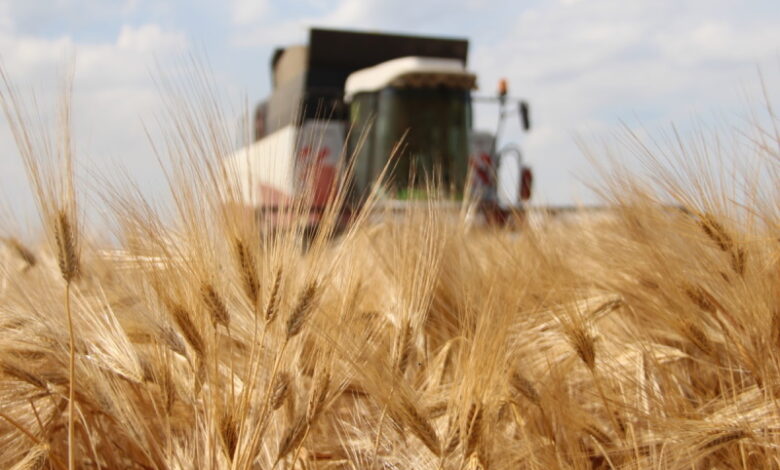 Неурожай в Казахстане поднял стоимость сибирской пшеницы
