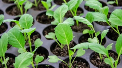 Подкормка рассады капусты: 2 важных этапа, о которых следует знать всем садоводам